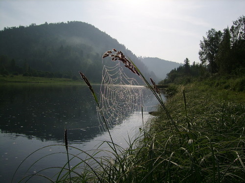 Паутинка
