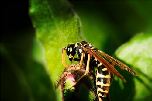 wasp