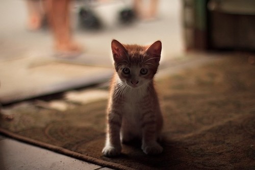 Кот из Сестрорецка
