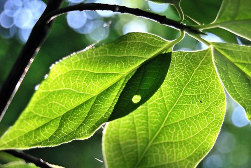 Cочная листва
