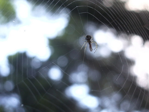 spider