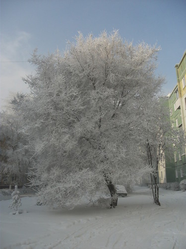 снежное дерево