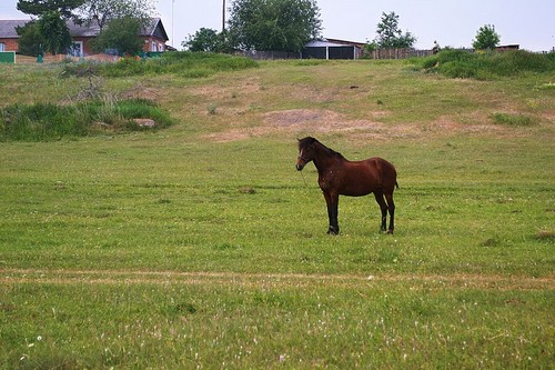 Эх... луг