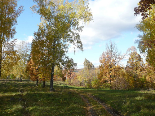Лесная дорога