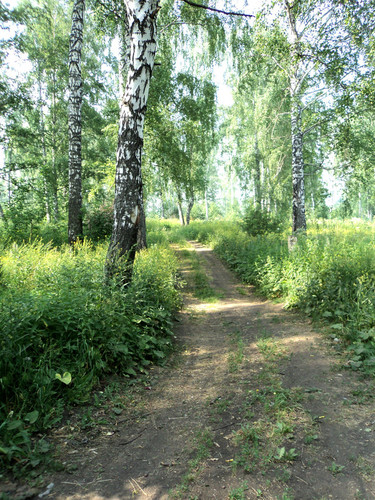 Лесная дорога