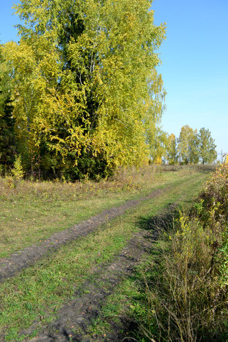 Дорожка