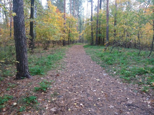 Лесная тропа