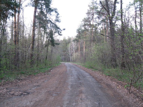 Дорога в родной лес