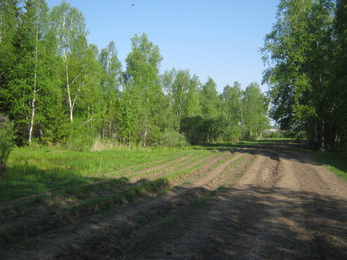 Дорога через лес