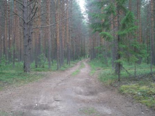 лесная дорога