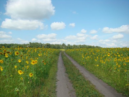Дорога в подсолнухах