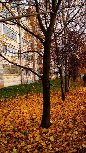 Осенний ковер