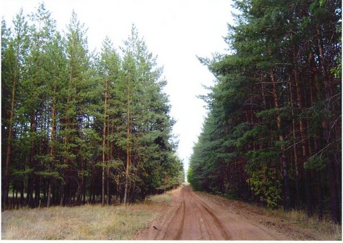 сквозь леса