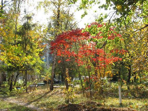 Краски осени