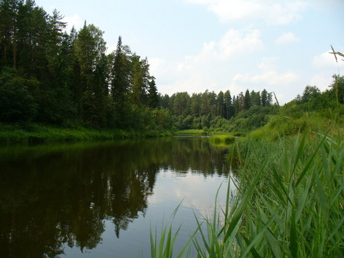 Лесная речка