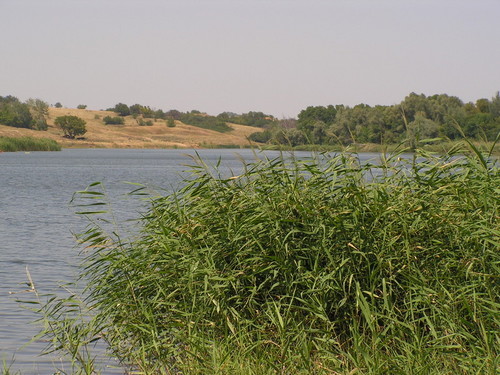 Берег Дона