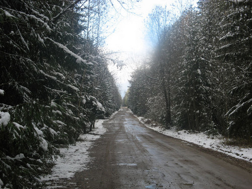 Брянский лес
