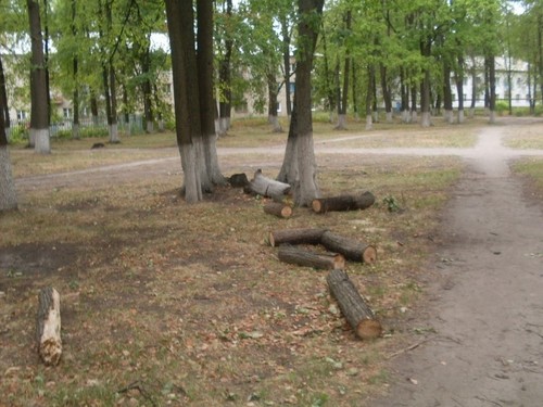 Берегите лес