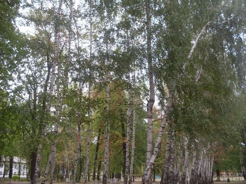 Русские березки