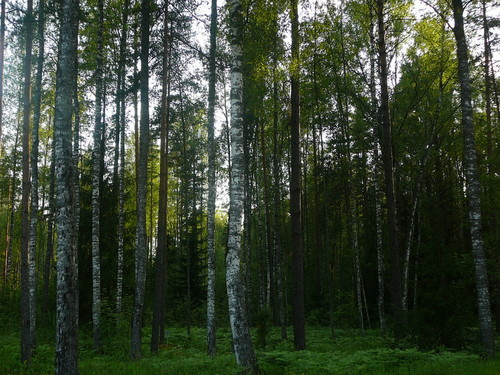 березовая роща