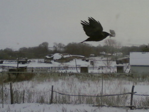 Ворон
