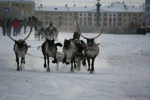 День оленевода