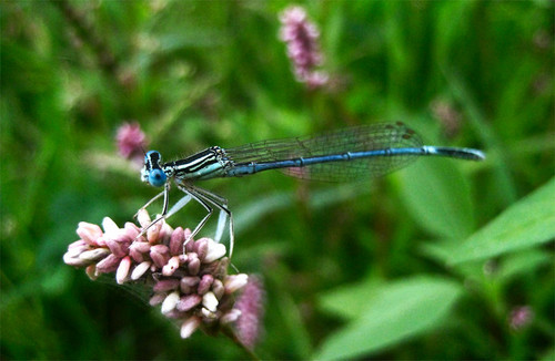 dragonfly