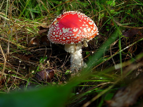 Красавчик