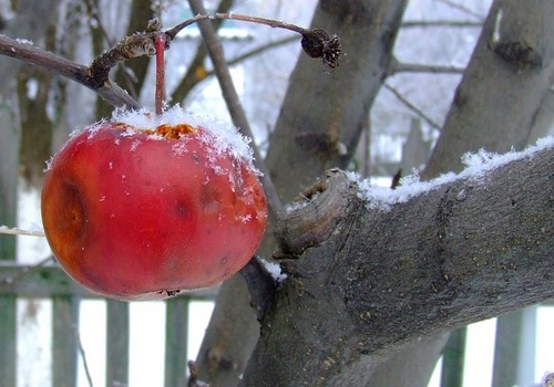 Зимнее яблочко