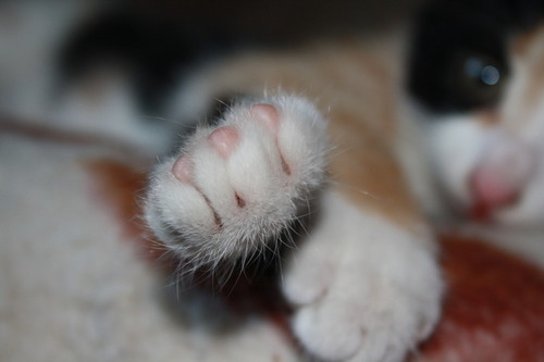 кошка