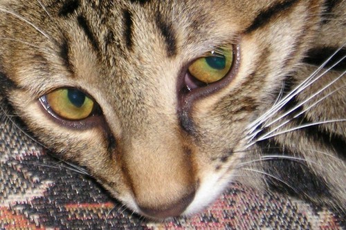 Кот