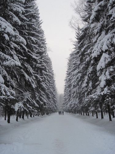 Прогулка в Павловском парке