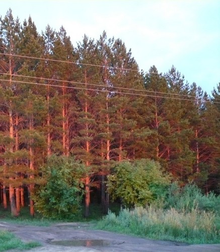 сосны