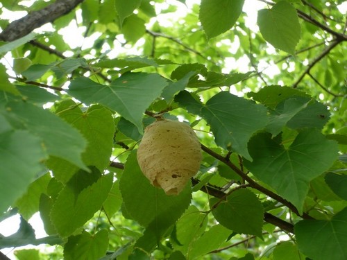 гнездо