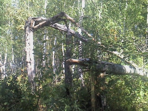 В лесу