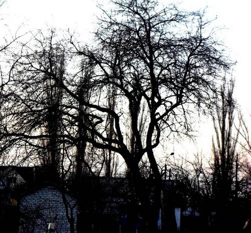 Сумерки