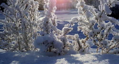в зимнем кружеве