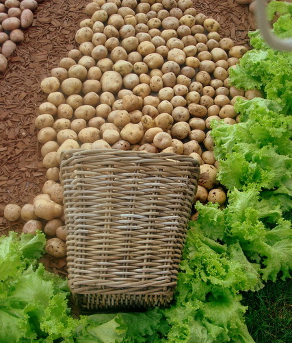 Potatoes