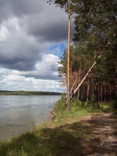 Берег р.Обь